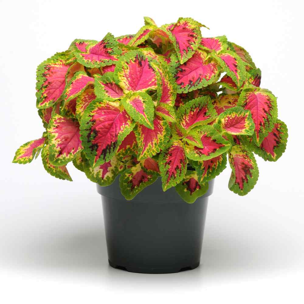 Coleus Carnival - Ladybird Nursery