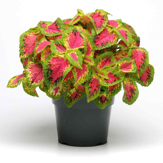 Coleus Carnival