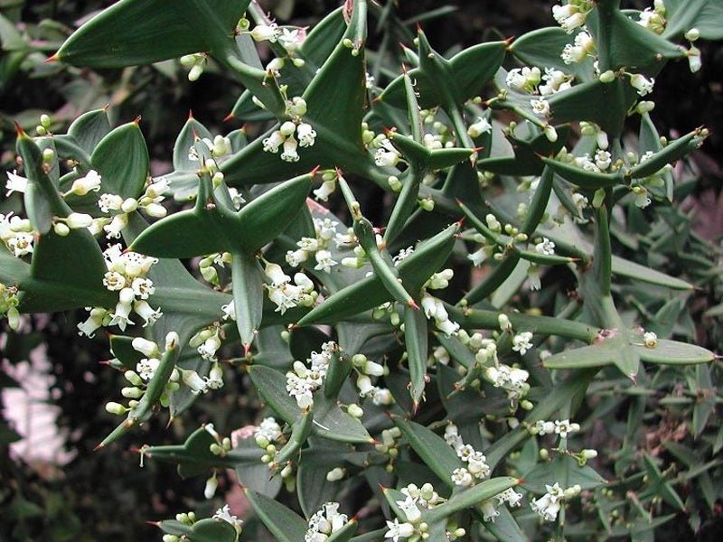 Anchor Plant (Colletia cruciata) - Ladybird Nursery