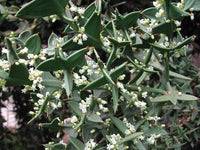 Anchor Plant (Colletia cruciata)
