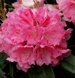 Rhododendron College Pink