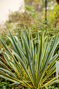 Spineless Yucca Silver Star (Yucca Elephantipes) - Ladybird Nursery