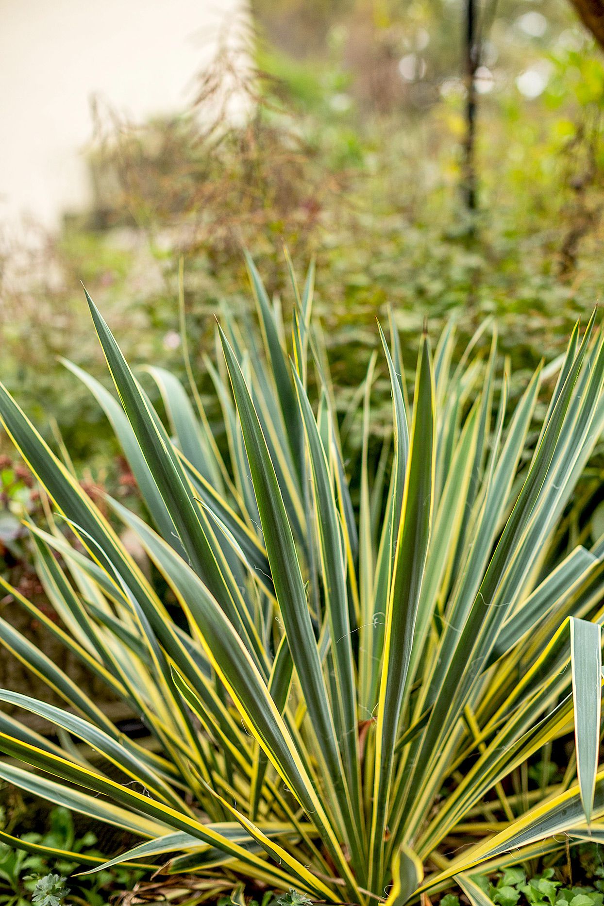 Spineless Yucca Silver Star (Yucca Elephantipes) - Ladybird Nursery