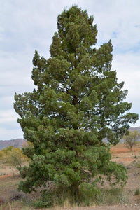 White Cypress Pine (Callitris columellaris) - Ladybird Nursery