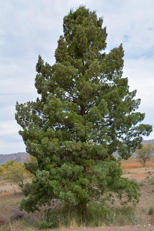 White Cypress Pine (Callitris columellaris) - Ladybird Nursery