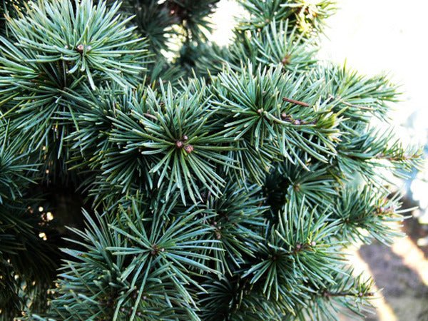 Upright Blue Cedar glauca fastigiata (Cedrus atlantica) - Ladybird Nursery