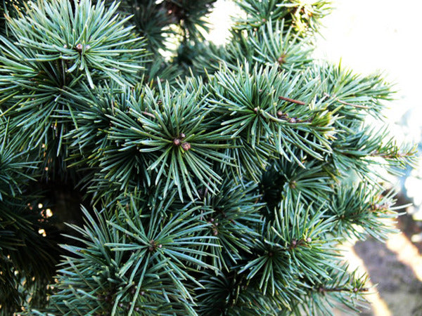 Upright Blue Cedar glauca fastigiata (Cedrus atlantica)