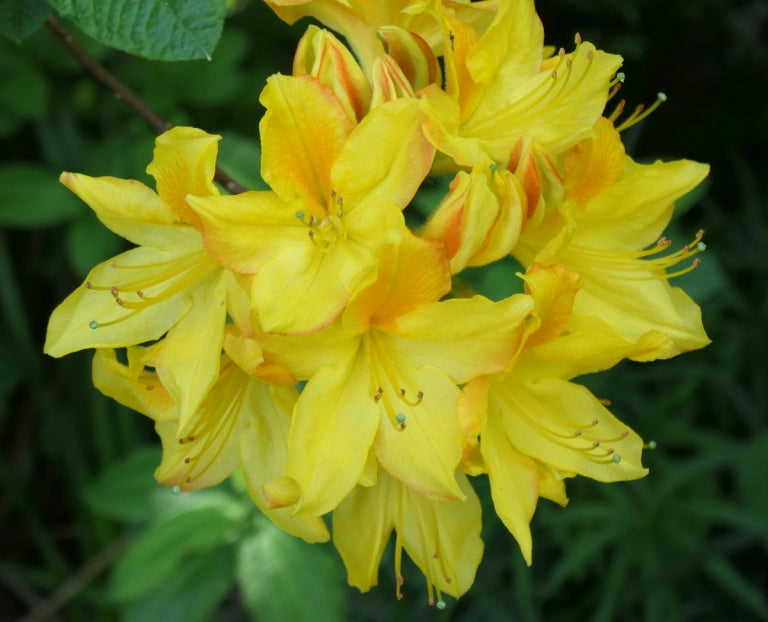 Azalea Mollis Golden Comet