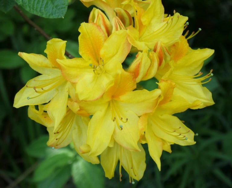 Azalea Mollis Golden Comet - Ladybird Nursery
