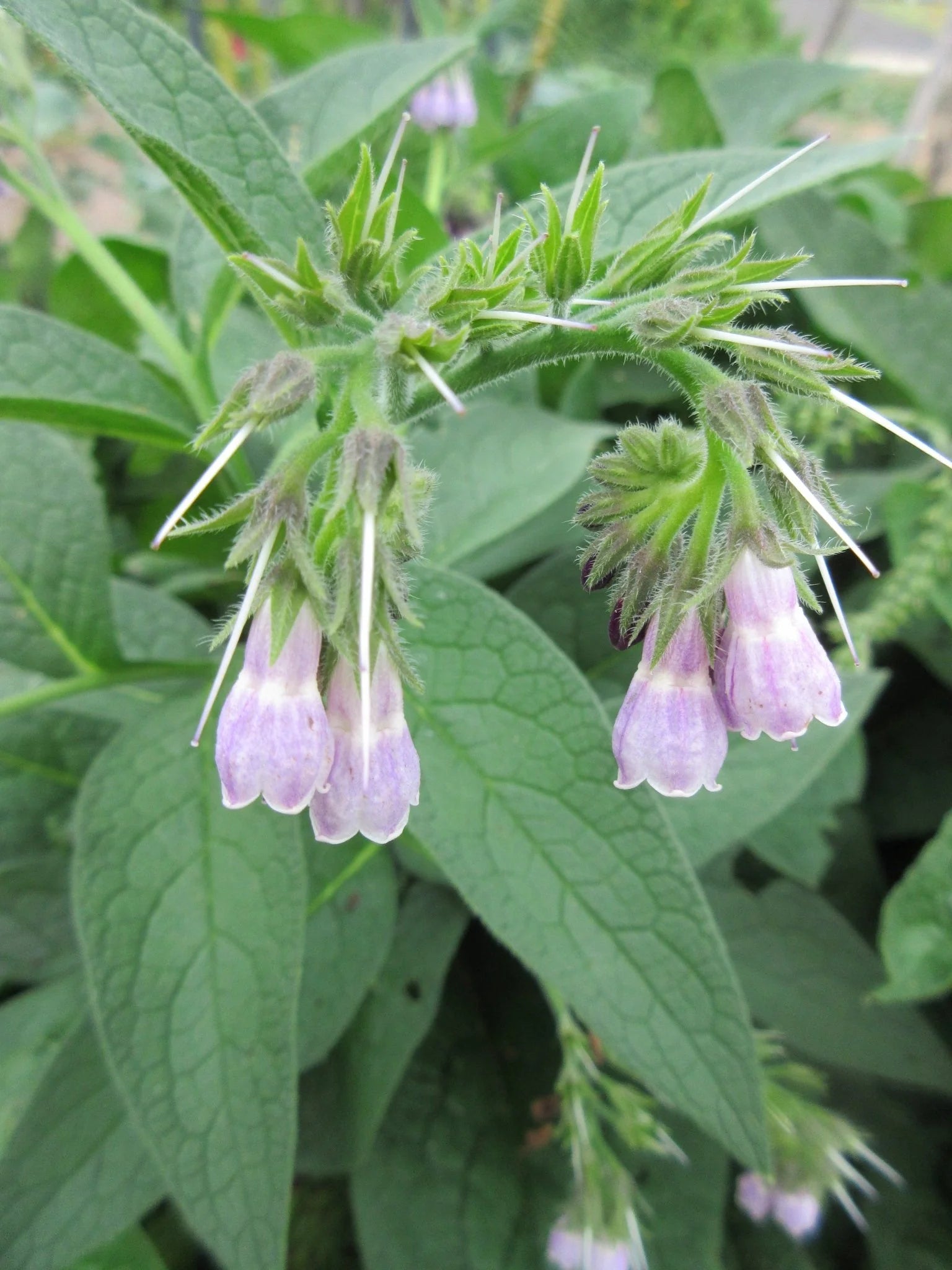 Comfrey (Symphytum officinale)