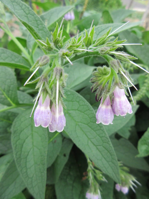 Comfrey (Symphytum officinale) - Ladybird Nursery