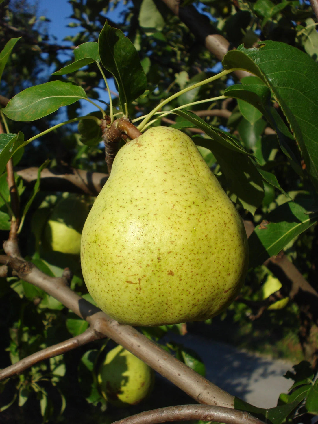 Dwarf Pear Pretty Face - Ladybird Nursery