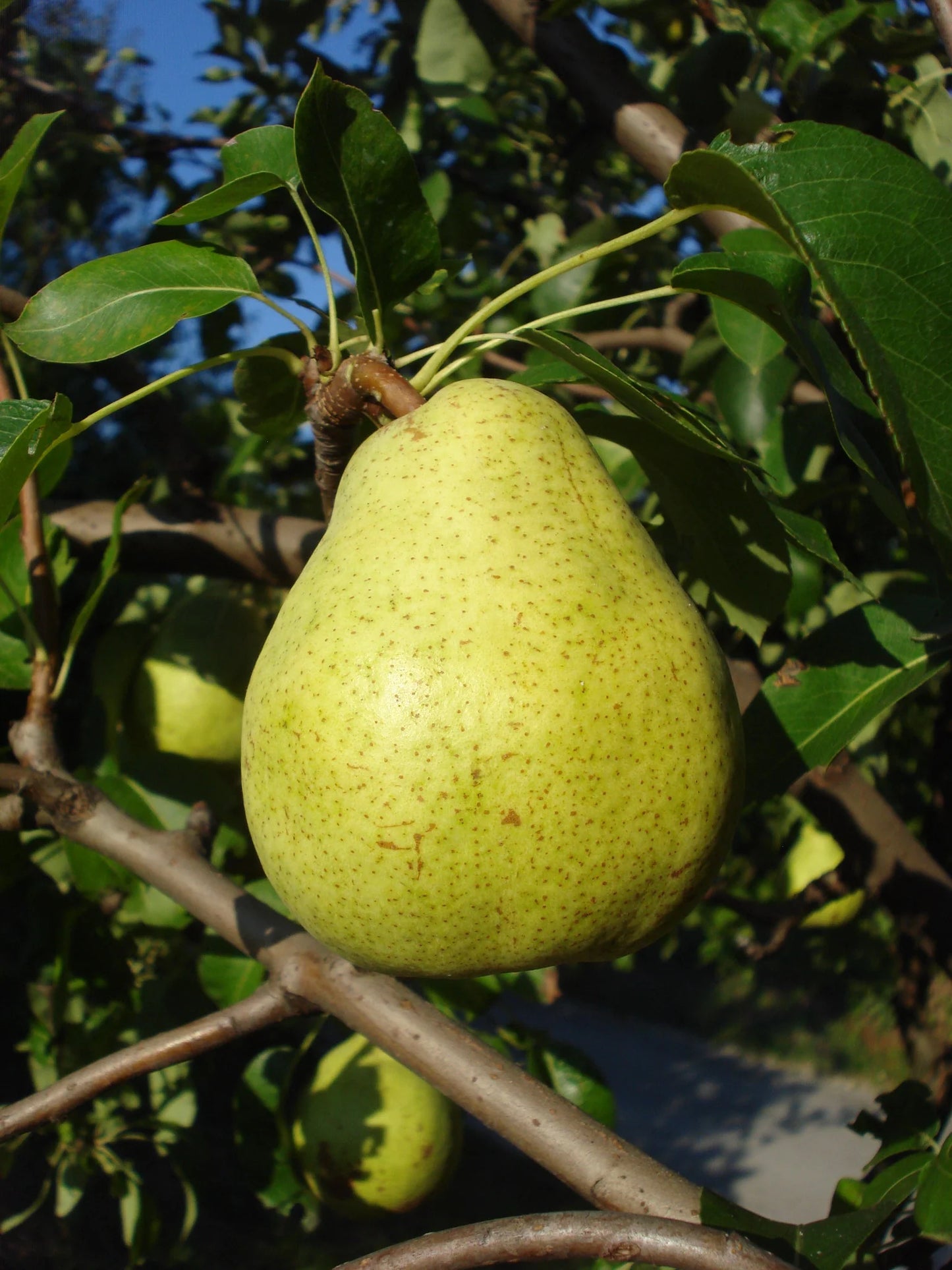 Dwarf Pear Pretty Face