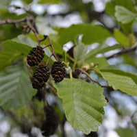 Black Alder Common (Alnus glutinosa) - Ladybird Nursery