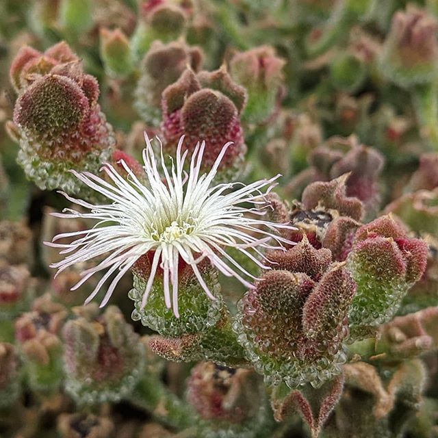 Ice Plant White (Mesembryanthemum spp.)