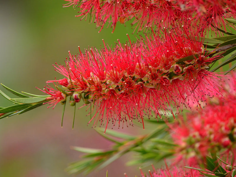 Bottlebrush Genoa Glory (Callistemon)