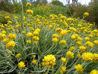 Grey Cottonhead Form (Conostylis candicans) - Ladybird Nursery