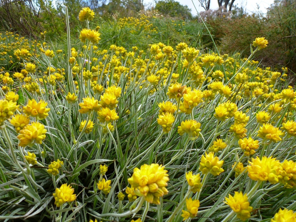 Grey Cottonhead Form (Conostylis candicans)