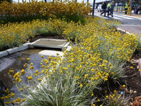 Grey Cottonhead Form (Conostylis candicans)