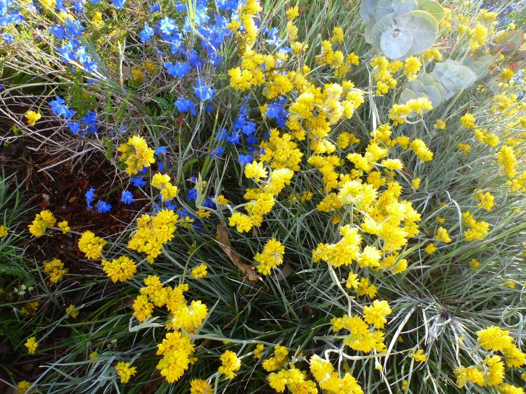 Grey Cottonhead Form (Conostylis candicans)