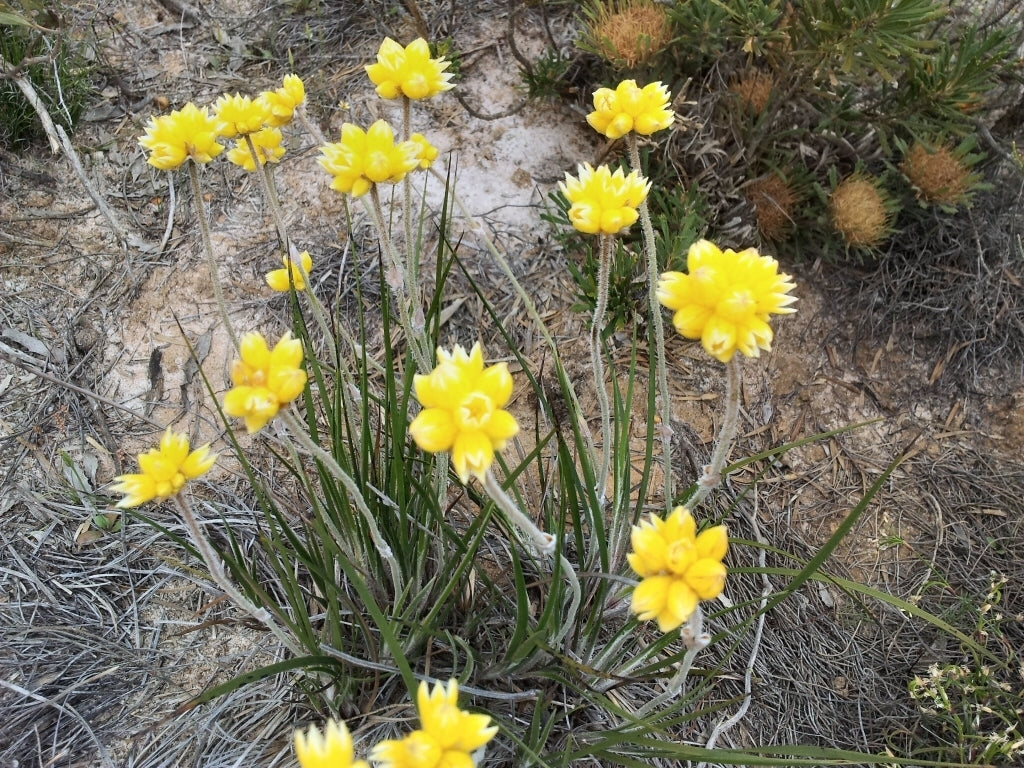 Grey Cottonhead Dwarf (Conostylis candicans)