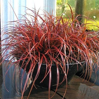 Red Hook Sedge Belindas Find (Uncinia rubra)