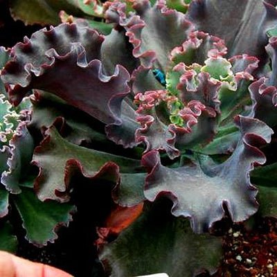 Hens and Chicks (Echeveria Zorro) - Ladybird Nursery