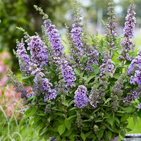 Butterfly Bush High Five (Buddleja davidii)