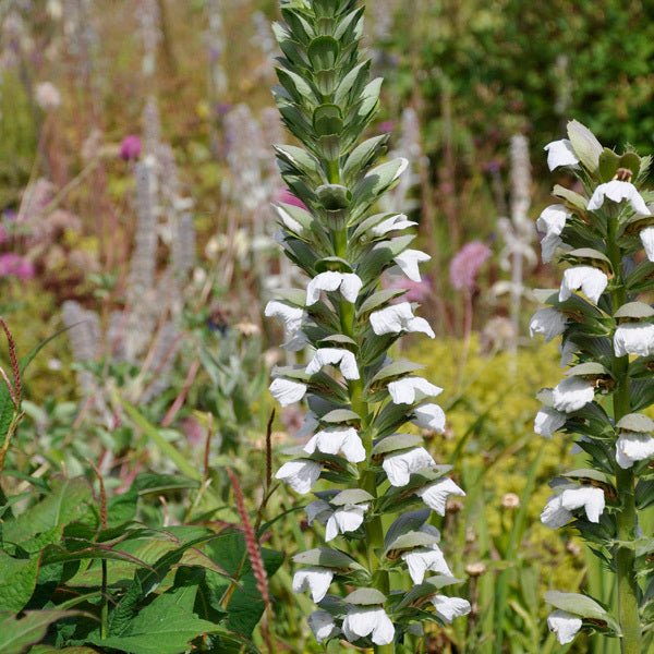 Bear's Breeches ssp. spinosa (Acanthus mollis) - Ladybird Nursery