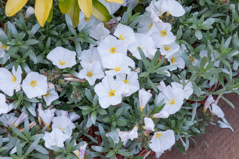 Silverbush (Convolvulus cneorum)