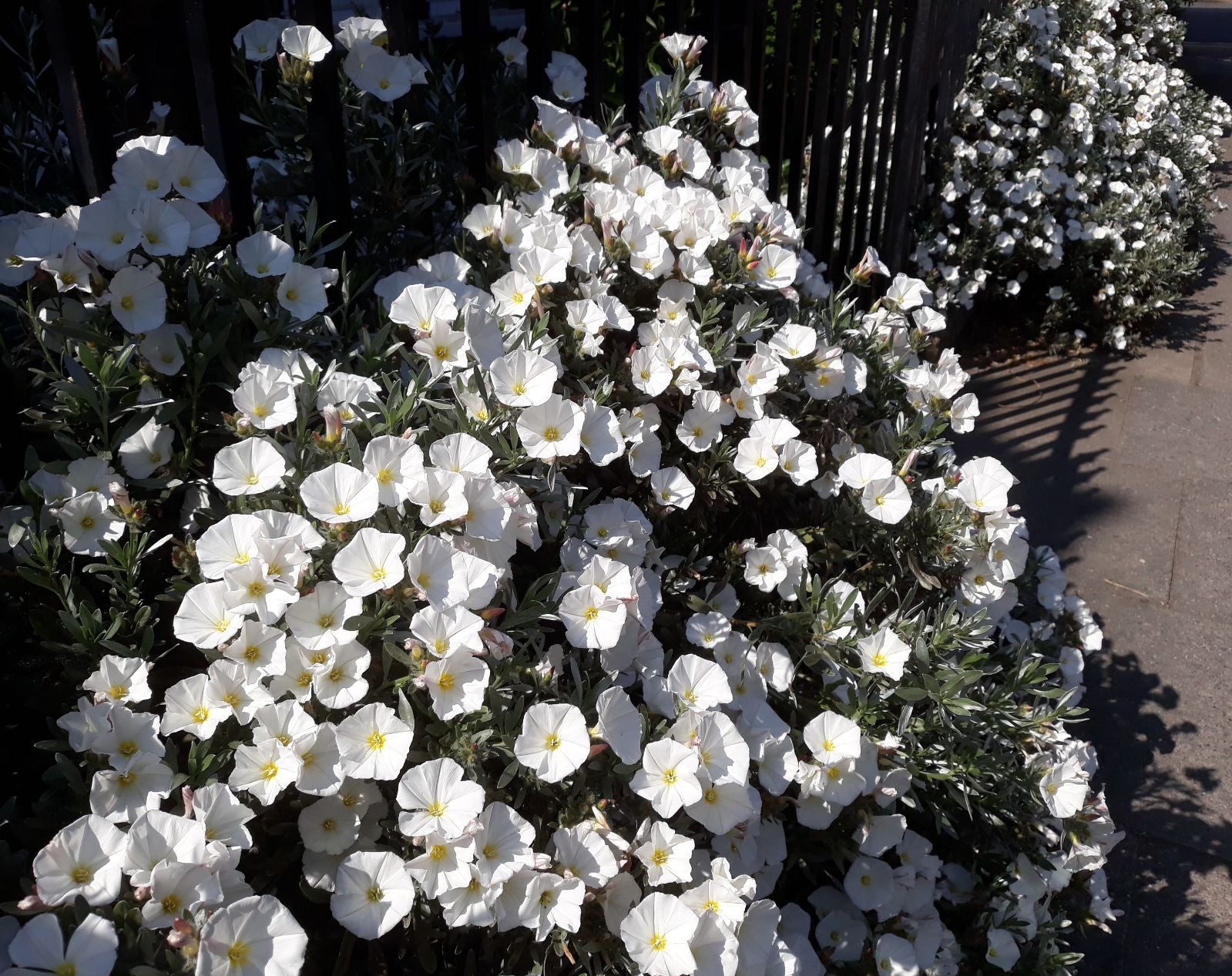 Silverbush Silvery Moon (Convolvulus cneorum)