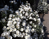 Silverbush Silvery Moon (Convolvulus cneorum)