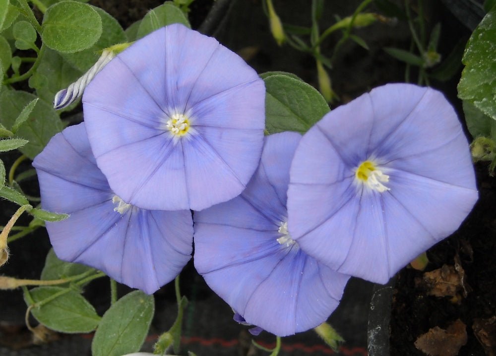 Blue Rock Bindweed (Convolvulus sabatius) - Ladybird Nursery