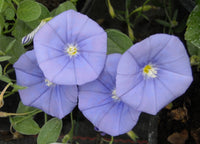 Blue Rock Bindweed (Convolvulus sabatius)