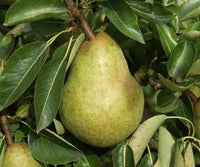 Dwarf Pear 'Cool Crisp' - Ladybird Nursery