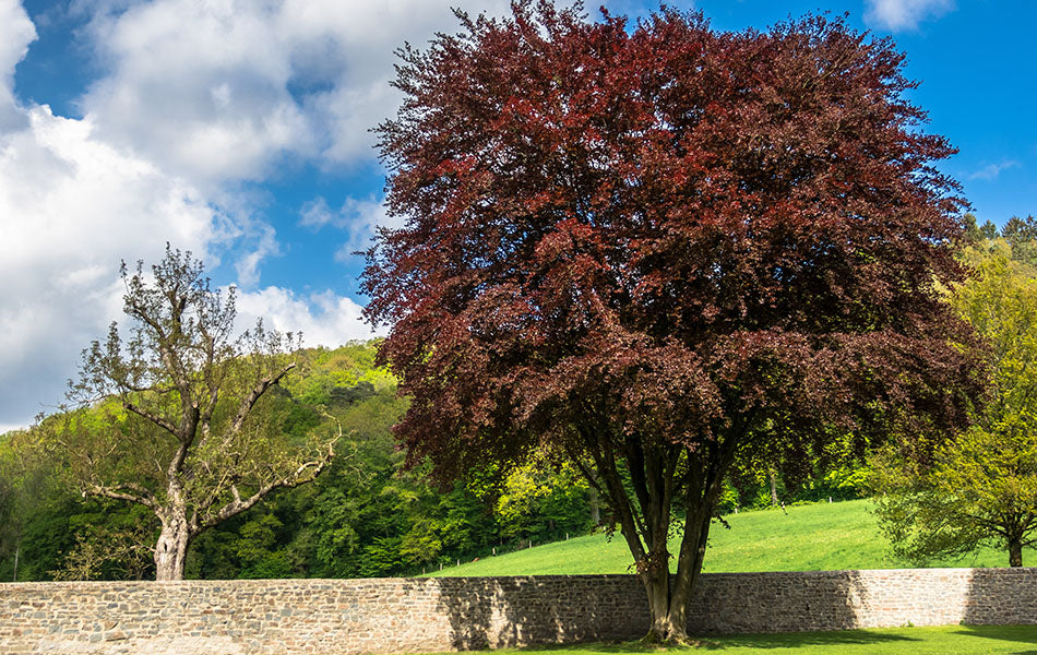 Purple Beech purpurea (Fagus sylvatica)