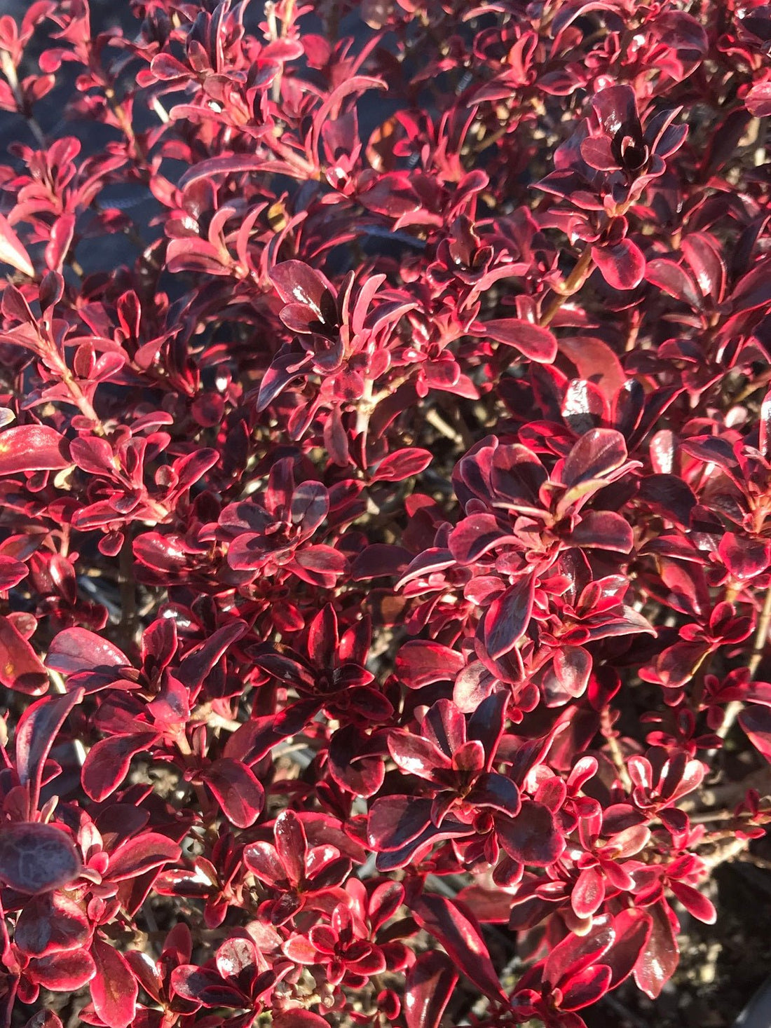 Coprosma Fireburst - Ladybird Nursery