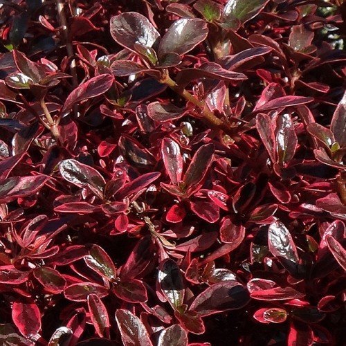 Coprosma Fireburst - Ladybird Nursery