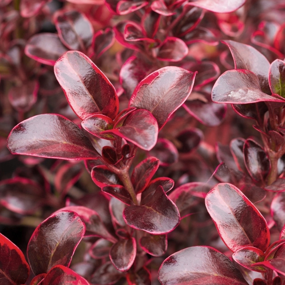 Coprosma Fireburst