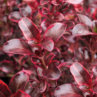 Coprosma Fireburst