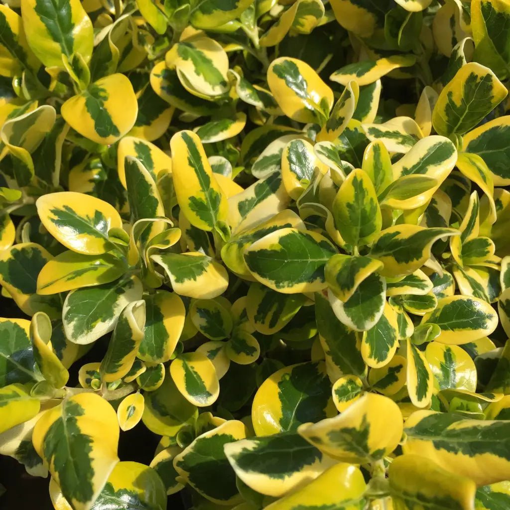 Coprosma Green and Gold - Ladybird Nursery