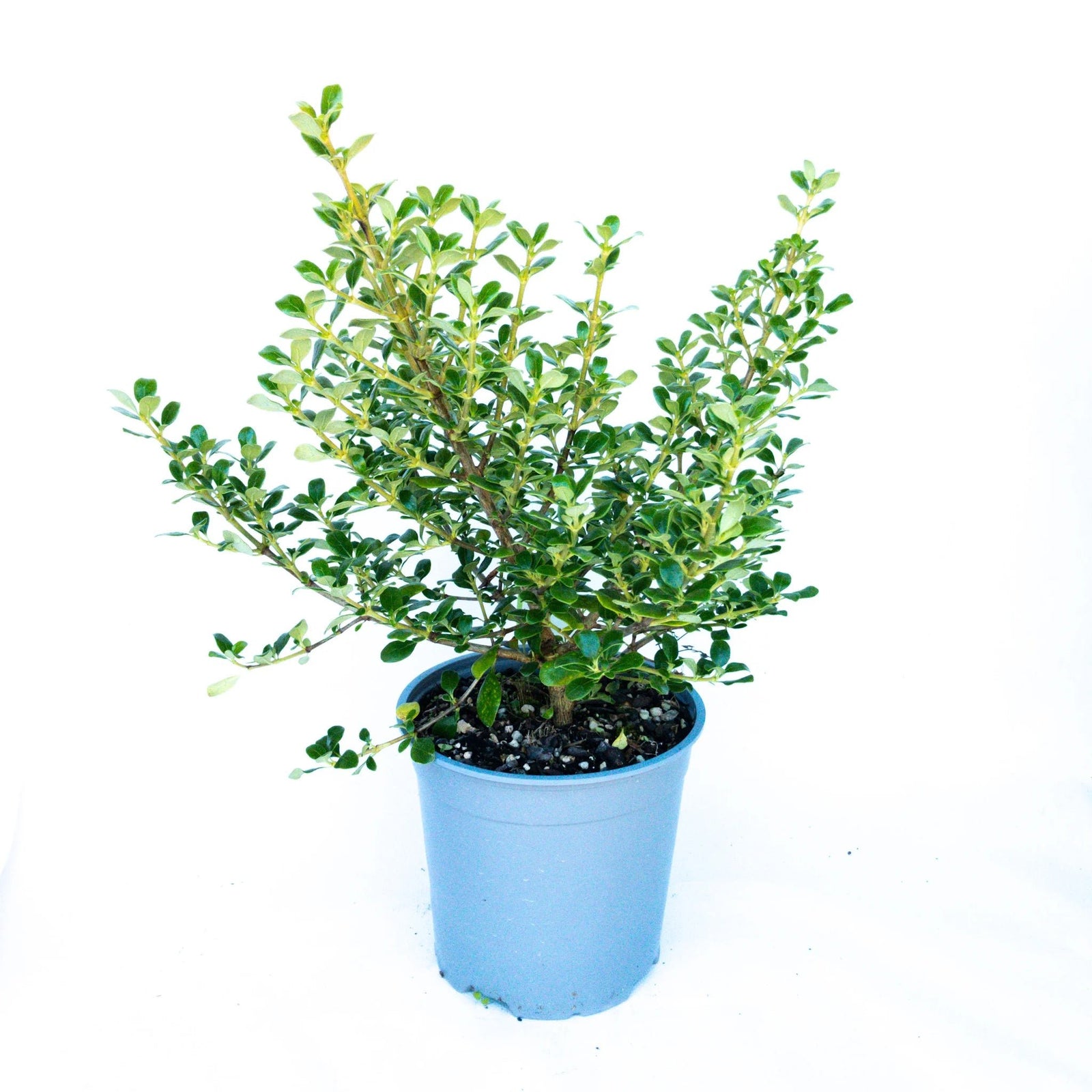 Coprosma Middlemore - Ladybird Nursery
