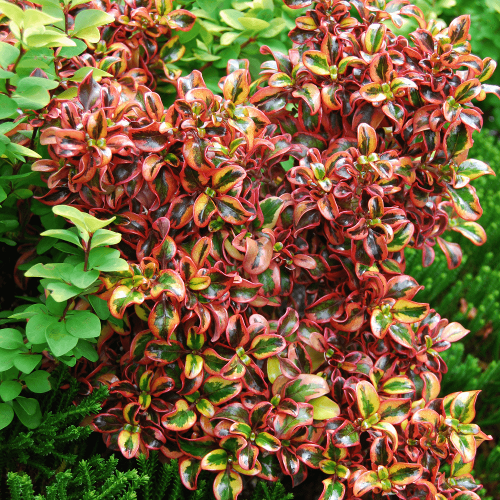 Coprosma Tequilla Sunrise