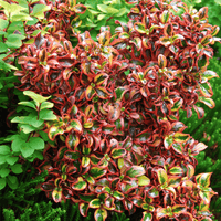 Coprosma Tequilla Sunrise