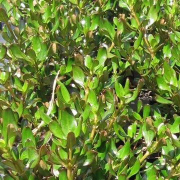 Coprosma Copper Shine