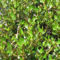 Coprosma Copper Shine - Ladybird Nursery