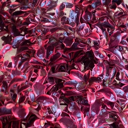 Coprosma Fireburst - Ladybird Nursery