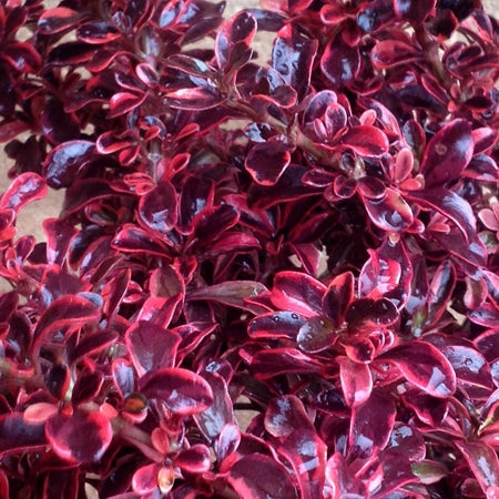 Coprosma Fireburst