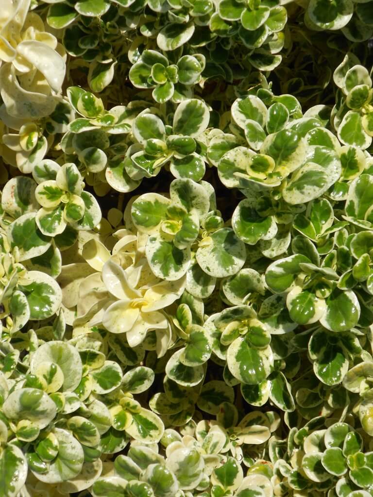 Coprosma Marble Queen - Ladybird Nursery