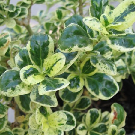 Coprosma Marble Queen - Ladybird Nursery